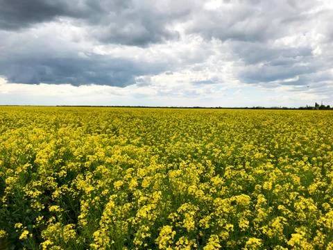 Background - rape field and sky. Stock Photos