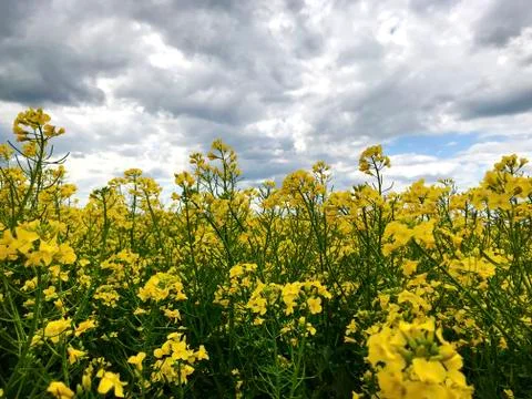 Background - rape field and sky. Stock Photos