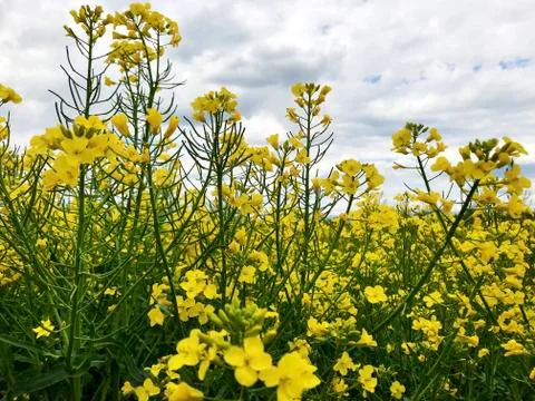 Background - rape field and sky. Stock Photos