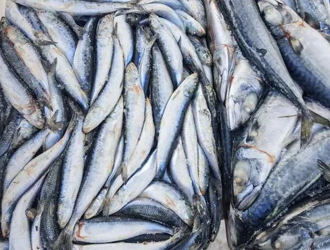 Background of raw frozen herring fish at the fish market Stock Photos