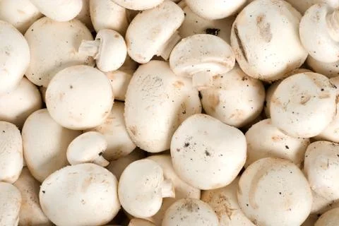 Background from the raw mushrooms Stock Photos
