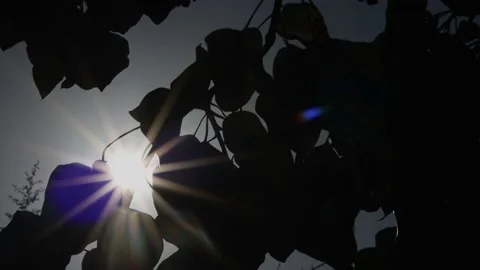 Background with rays of sunlight Stock Footage 177890944