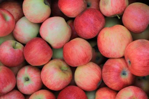 Background of red apples Stock Photos