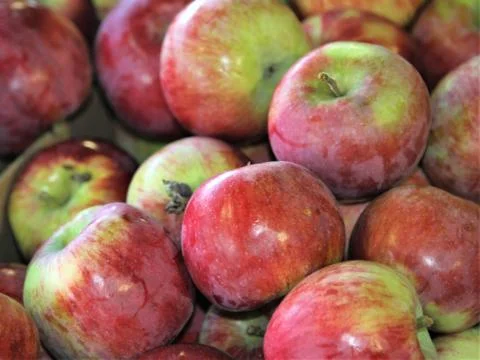 Background of red apples with stems Stock Photos