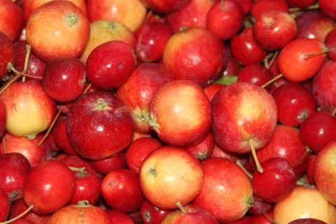 Background of red apples with stems Foto stock
