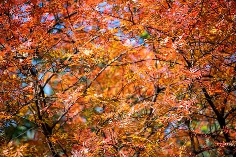 Background of the red autumn leaves in front of the blue sky Stock Photos