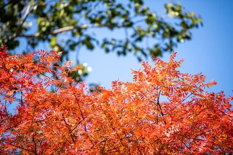 Background of the red autumn leaves in front of the blue sky Stock Photos