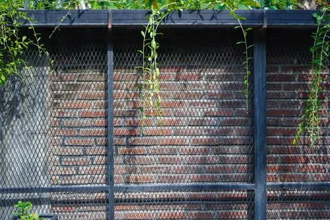The background is a red brick wall decorated with plants on it and an iron .. Stock Photos