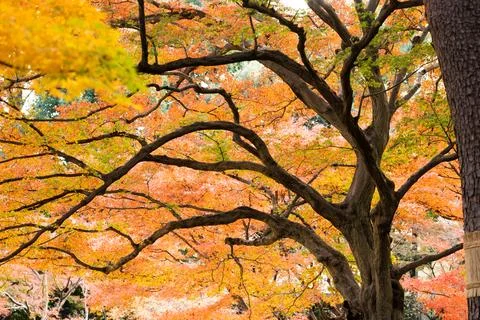 Background of red color maple leaf during autumn season Stock Photos