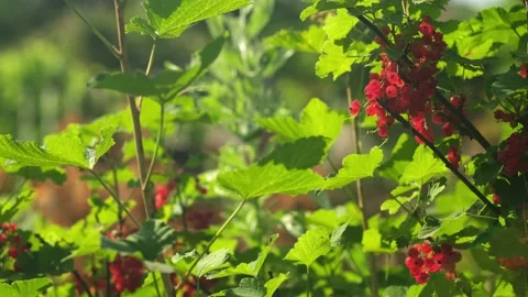 Background of red currant on the branch in summer sunlight. Ripe berries Stock Footage 235696772