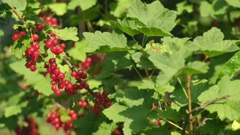 Background of red currant on the branch in summertime. Ripe berries of currants Stock Footage 281506646