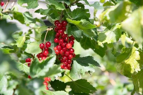 Background of red currant close-up on a green branch in the bushes,Berry harvest Stock Photos