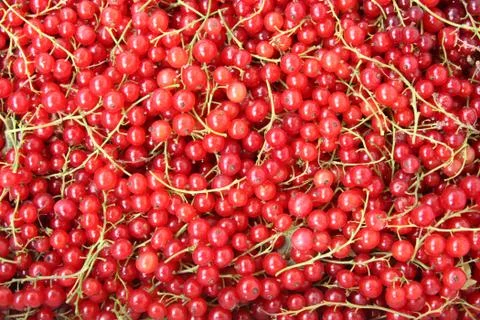 Background of red currant. close-up Stock Photos