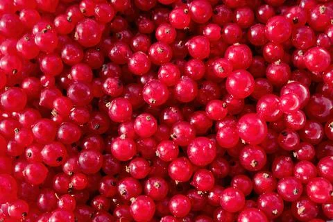 Background of red currant. Close-up, top view. Fruit background. Stock Photos