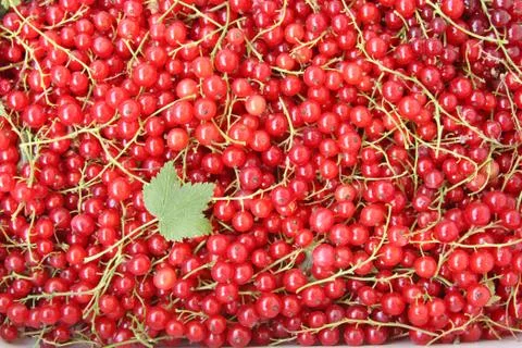 Background of red currant with green leaf. close-up Stock Photos