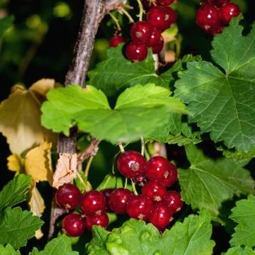 Background of red currant. Ripe red currants close-up as background. Harvest  Foto stock