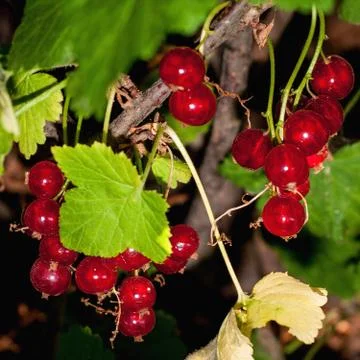 Background of red currant. Ripe red currants close-up as background. Harvest  Stock Photos