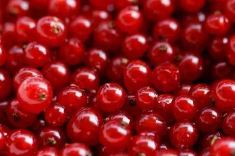 Background red currants Stock Photos