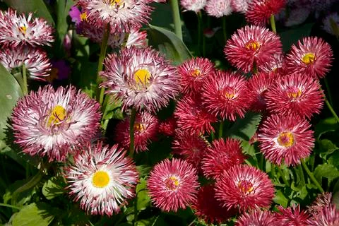 Background of red daisies Stock Photos