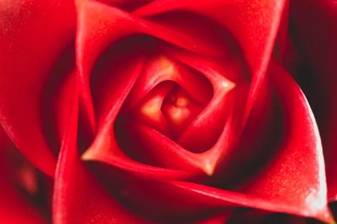 Background red flower macro Stock Photos