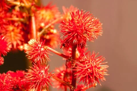 Background with red flowers Foto stock