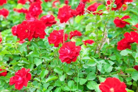 Background of red flowers Stock Photos