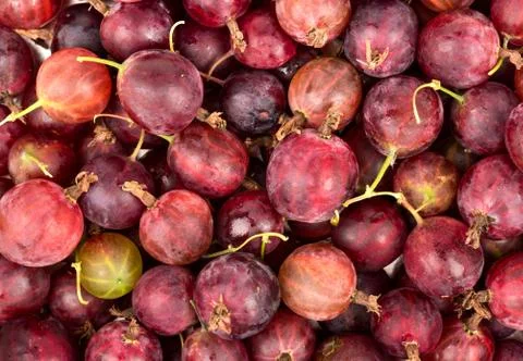 Background of red gooseberry Stock Photos
