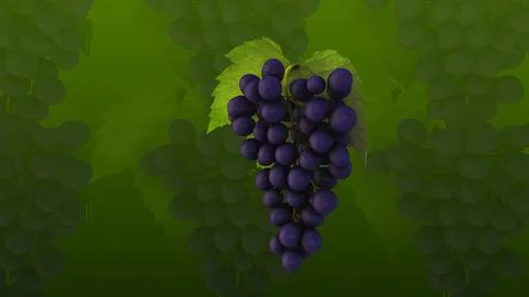 Background of red grapes in a bunch Stock Illustration