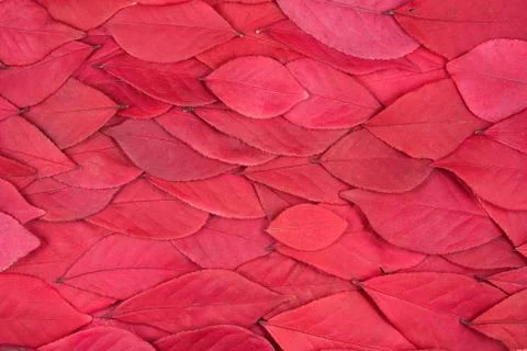 Background of red leaves Fotos de archivo