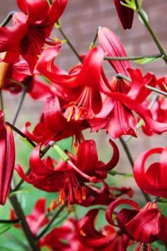 Background. Red Lily. Blurred background. Summer shooting Stock Photos