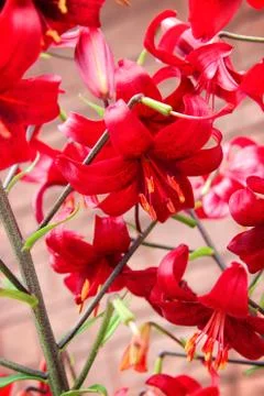 Background. Red Lily. Blurred background. Summer shooting Stock Photos