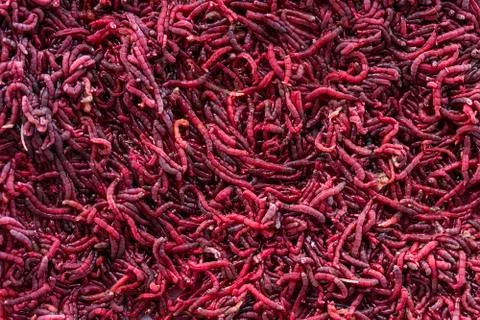 Background of red mosquito larvae Stock Photos