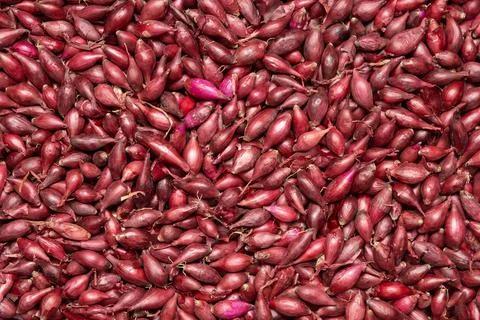 Background of red onion sowing close-up. Fotos Stock
