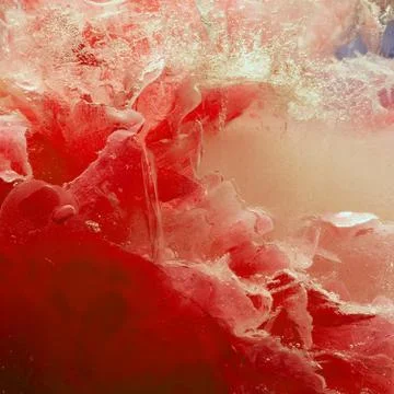 Background of  red peony  flower    in ice   cube with air bubbles. Stock Photos