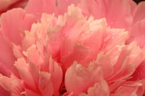 Background of red petals Stock Photos