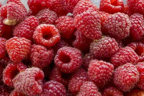 Background from red raspberry berries. Stock Photos