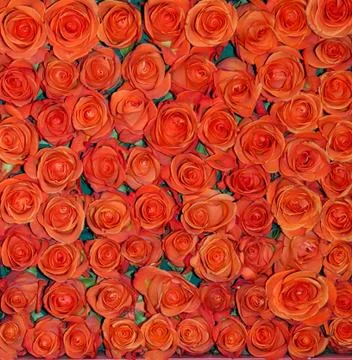 Background from red rose buds 스톡 사진