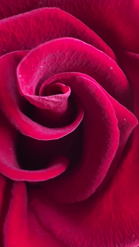 A background with red rose close-up Stock Footage 282716072