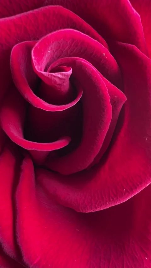 A background with red rose close-up Stock Footage 282716605