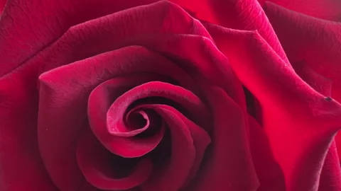 A background with red rose close-up Stock Footage 282717450