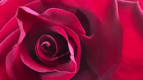 A background with red rose close-up Stock Footage 282719085