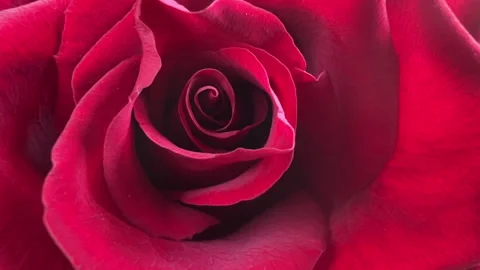 A background with red rose close-up Stock Footage 282719148