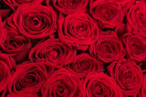 Background of red rose horizontal orientation close-up Stock Photos