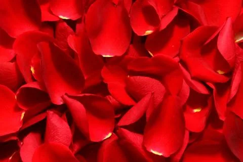 Background with red rose petals Stock Photos