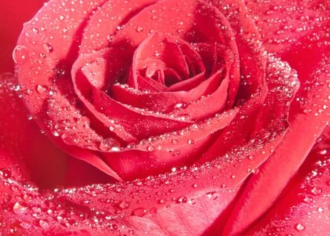 Background of red rose 스톡 사진