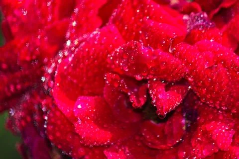 Background of red rose Stock Photos