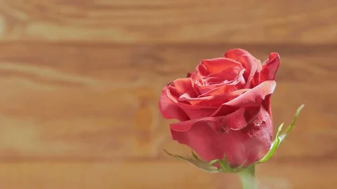 Background: red rose on a wooden background in the smoke Stock Footage 73079895