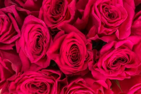 Background of red roses close up. Stock Photos