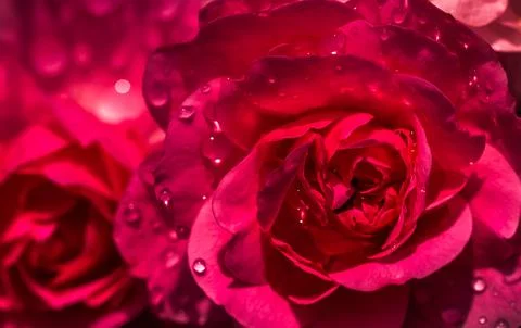 Background of red roses with dew drops. Macro flowers backdrop for holiday Stock Photos