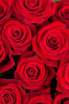 Background of red roses Stock Photos